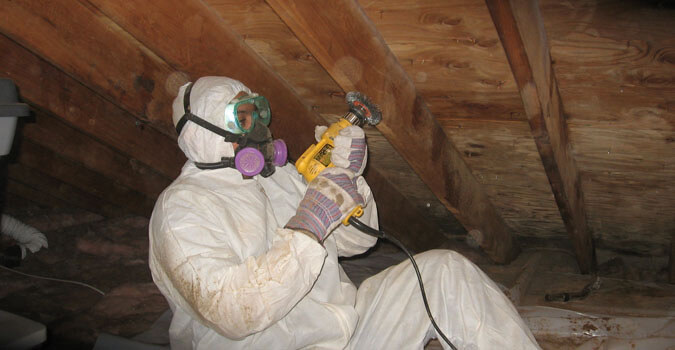 Mold Removal