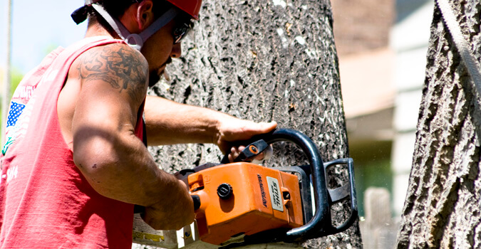 Tree Removal