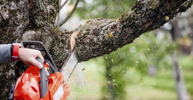 Tree Trimming